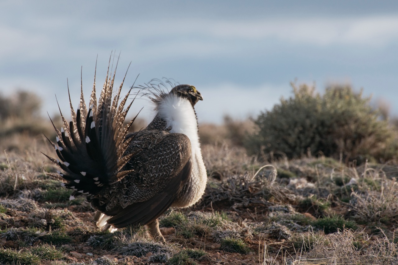Greater Sage Grouse